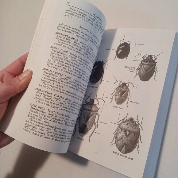 1970 A Peterson Field Guide To Insects: America North of Mexico Book 1970 - Picture 2 of 7